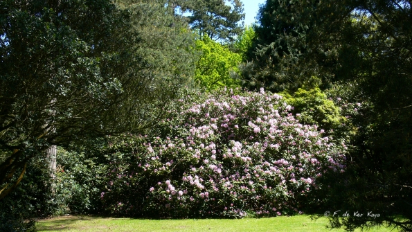 Bois des Moutiers (190) Mai 2012